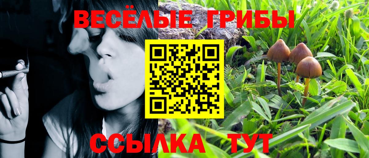 Псилоцибиновые грибы Psilocybine cubensis Реж