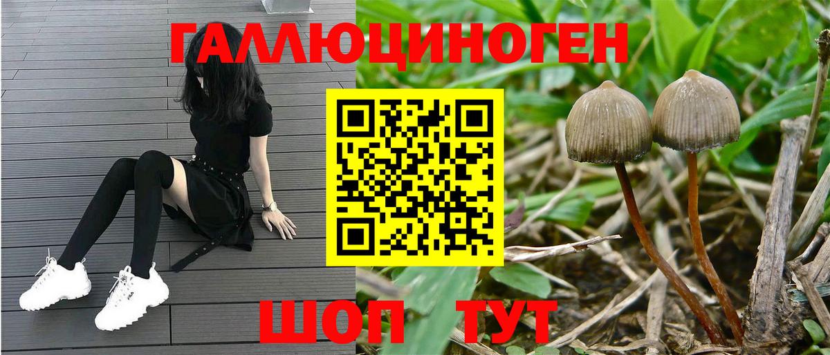 Псилоцибиновые грибы Psilocybine cubensis  что такое   Реж  Вход с VPN 